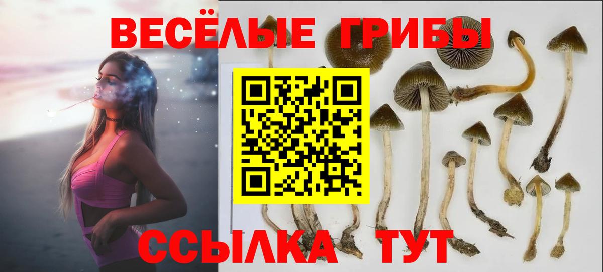 Псилоцибиновые грибы Psilocybe Старый Оскол